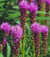 Liatra klasnatá Floristan Violet - Liatris spicata - semená - 20 ks