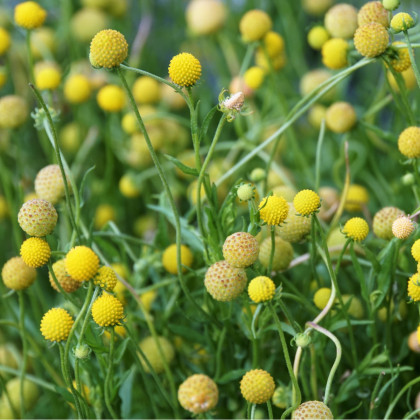 Jahodová tráva - Cephalophora aromatica - predaj semien letničiek - 10 ks