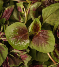 Láskavec trojfarebný červený - Amarant - Amaranthus tricolor - semená láskavca - 270 ks