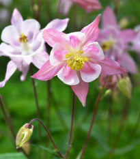 Orlíček Mc Kana zmes farieb - Aquilegia caerulea - semená trvaliek - 0,3 g