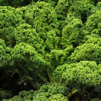 Kel kučeravý Lerchenzungen - Brassica oleracea L. - semená kelu kučeravého - 150 ks