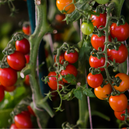 Paradajka Tom Red - Solanum lycopersicum - semená paradajok - 8 ks