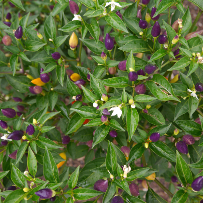 Chilli Numex Twilight - Capsicum Annuum - semená - 6 ks