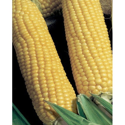 Kukurica cukrová Tauris F1 - Zea Mays - semená kukurice - 6 g