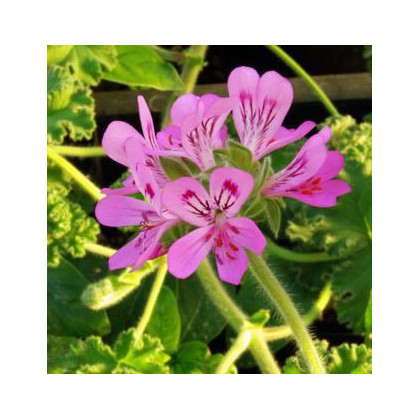 Muškát vonný Attar of Roses - Pelargonium capitatum - semená - 4 ks