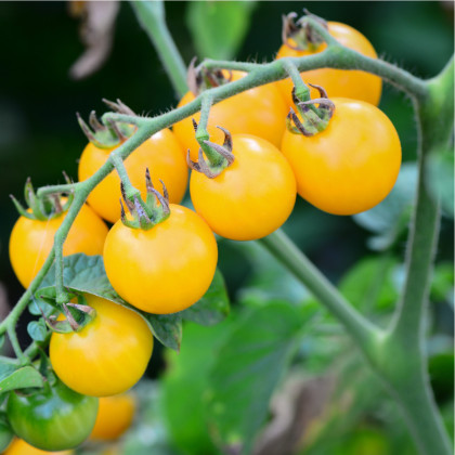 Paradajka Ildi - Solanum lycopersicum - semená - 0,1 g
