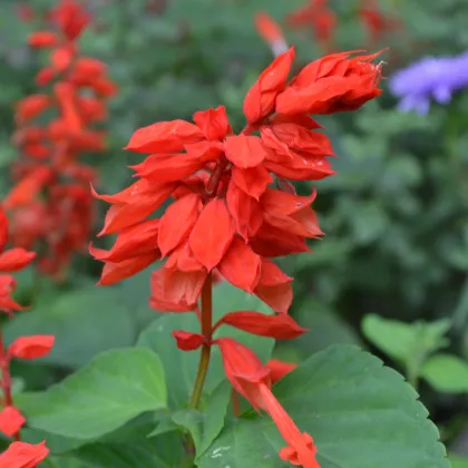 Šalvia žiarivá Johannisfeuer - Salvia splendens - semená šalvie - 15 ks