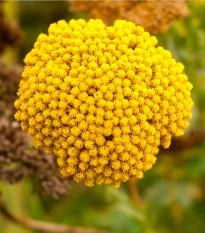 Rebríček túžobníkový Cloth of Gold - Achillea filipendula - semená - 800 ks