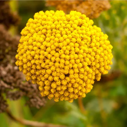 Rebríček túžobníkový Cloth of Gold - Achillea filipendula - semená - 800 ks