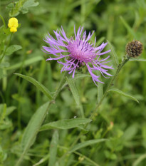 Nevädza Lesser Knapweed - Centaurea nigra - semená - 120 ks