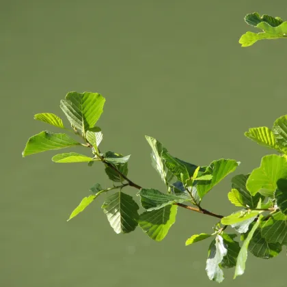 Jelša lepkavá - Alnus glutinosa - semená jelše - 8 ks