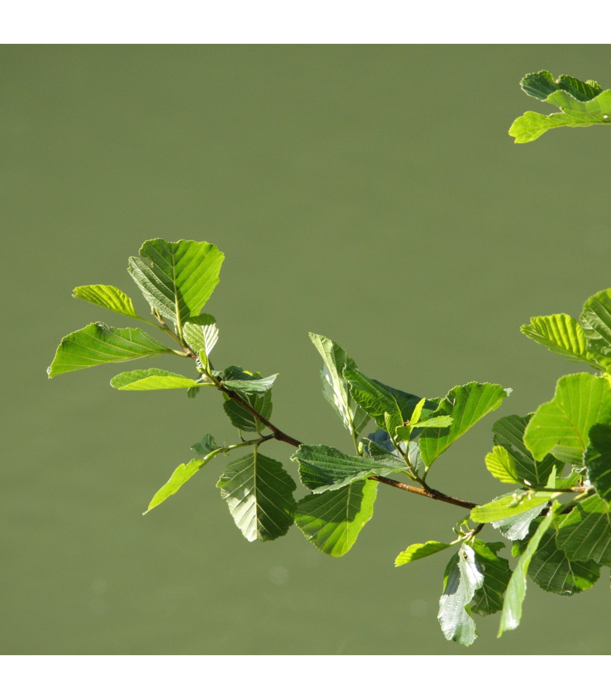 Jelša lepkavá - rastlina Alnus glutinosa - predaj semien stromov - 8 ks