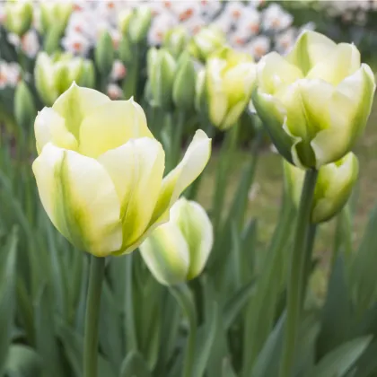 Tulipán Exotic emperor - predaj cibuľovín - holandské tulipány - 3 ks