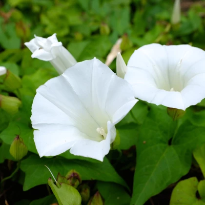 Kobea ťahavá biela - Cobaea scandens - semená kúpiť  - 0,5 gr