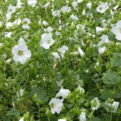 Slezovka trojklanná biela - Malope trifida - semená - 30 ks