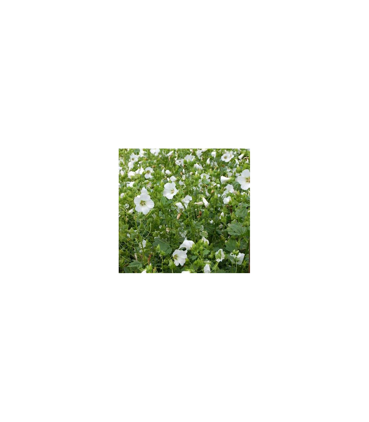 Slezovka trojklanná biela - Malope trifida - semená - 30 ks