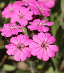 Kukučka alpská - Lychnis alpina - semená - 20 ks