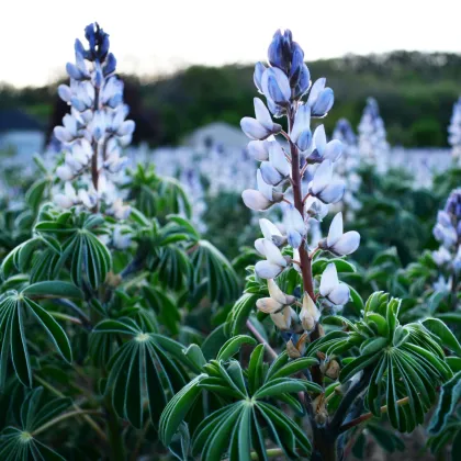 Lupina úzkolistá modrá - Lupinus angustifolia - 20 Ks