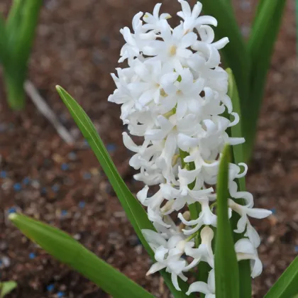 Hyacint Carnegie - Hyacinthus L. - cibuľa hyacintu - 1 ks