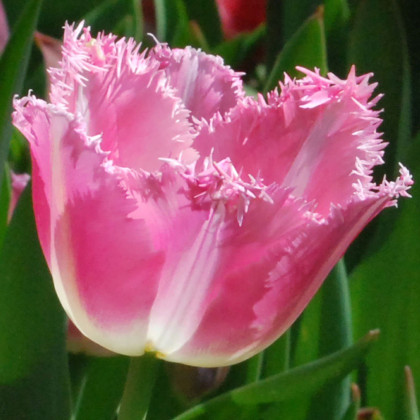 Tulipán Fancy Frills - predaj cibuľovín - holandské tulipány - 3 ks