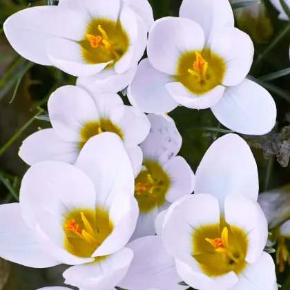 Krókus Ard Schenk - Crocus chrysanthus - hľuzy krókusu - 3 ks