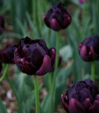 Tulipán Black Hero - predaj cibuľovín - holandské tulipány - 3 ks