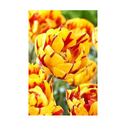 Tulipán Golden Nizza - Tulipa - cibuľoviny - 3 ks