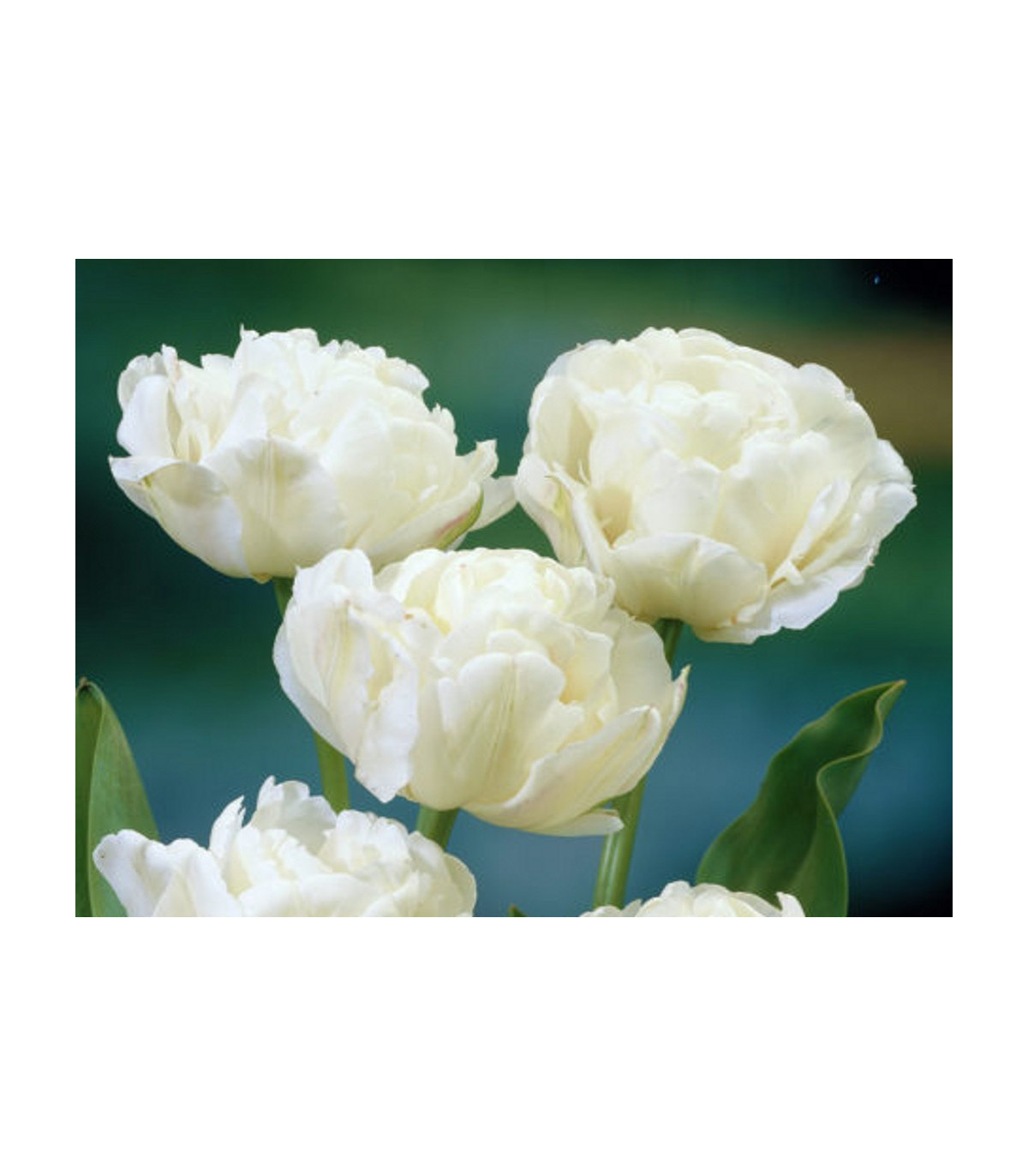 Tulipán Mount Tacoma - predaj cibuľovín - holandské tulipány - 3 ks