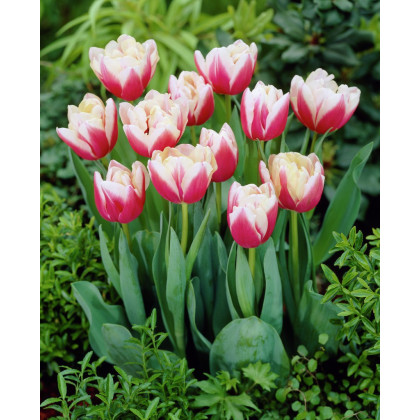 Tulipán Wirosa - Tulipa - cibuľoviny - 3 ks