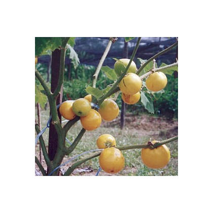 Teron Asam - Solanum lasiocarpum - predaj semien - 5 ks