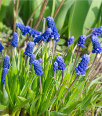 Modrica širokolistá - Muscari latifolium - predaj cibuľovín - 5 ks