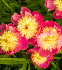 Pivónia Bowl of Beauty - Paeonia lactiflora - hľuzy pivónie - 1 ks