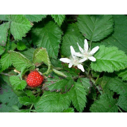 Ostružník nutkajský - Rubus parviflorus - semená ostružníka - 5 ks