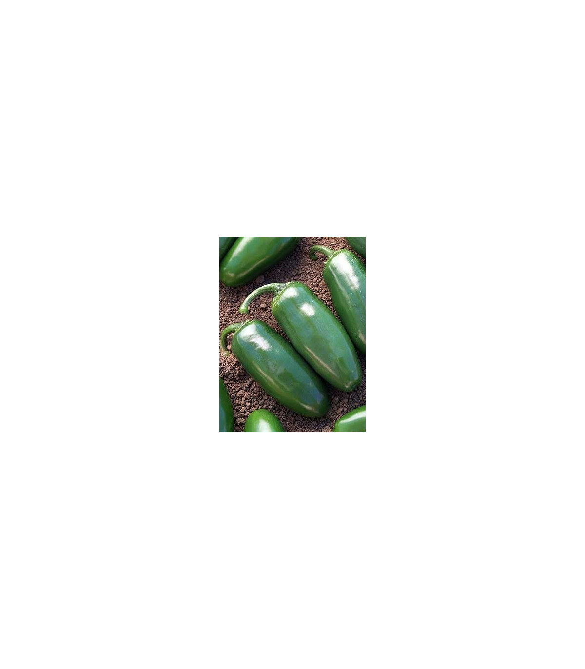 Chilli Chichimeca - Capsicum annuum - semená chilli - 6 ks
