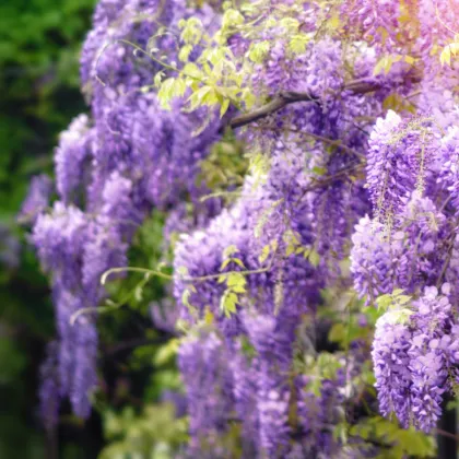 Vistéria čínska - Wisteria sinensis - semená vistérie - 2 ks