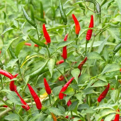 Chilli Tabasco - Capsicum frutescens - semená chilli - 7 ks