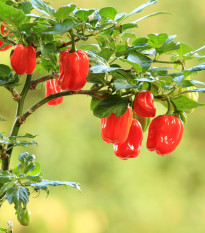 Chilli červené Scotch Bonnet - Capsicum chinense - semená chilli - 6 ks