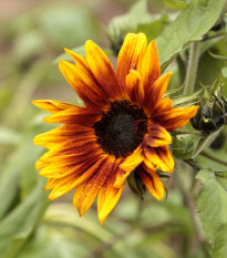 Slnečnica ročná Helios - Helianthus annuus - semená slnečnice - 7 ks