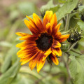 Slnečnica ročná Helios - Helianthus annuus - semená slnečnice - 7 ks