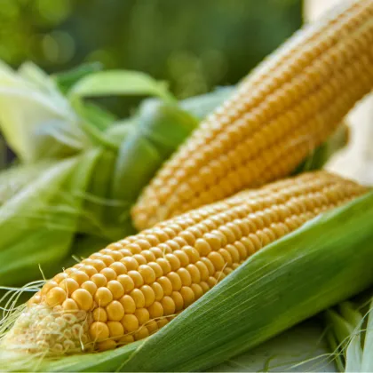 Kukurica siata Tatonka F1 - Zea Mays L. - semená kukurice - 15 ks