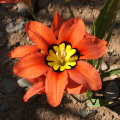 Cigánsky kvet - Sparaxis - cibuľoviny - 8 ks