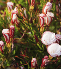 Šťaveľ dvojfarebný - Oxalis versicolor - cibuľoviny - 1 ks