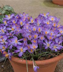 Krókus Tomasiniho Barrs Purple - Crocus tommasinianus - cibuľoviny - 3 ks