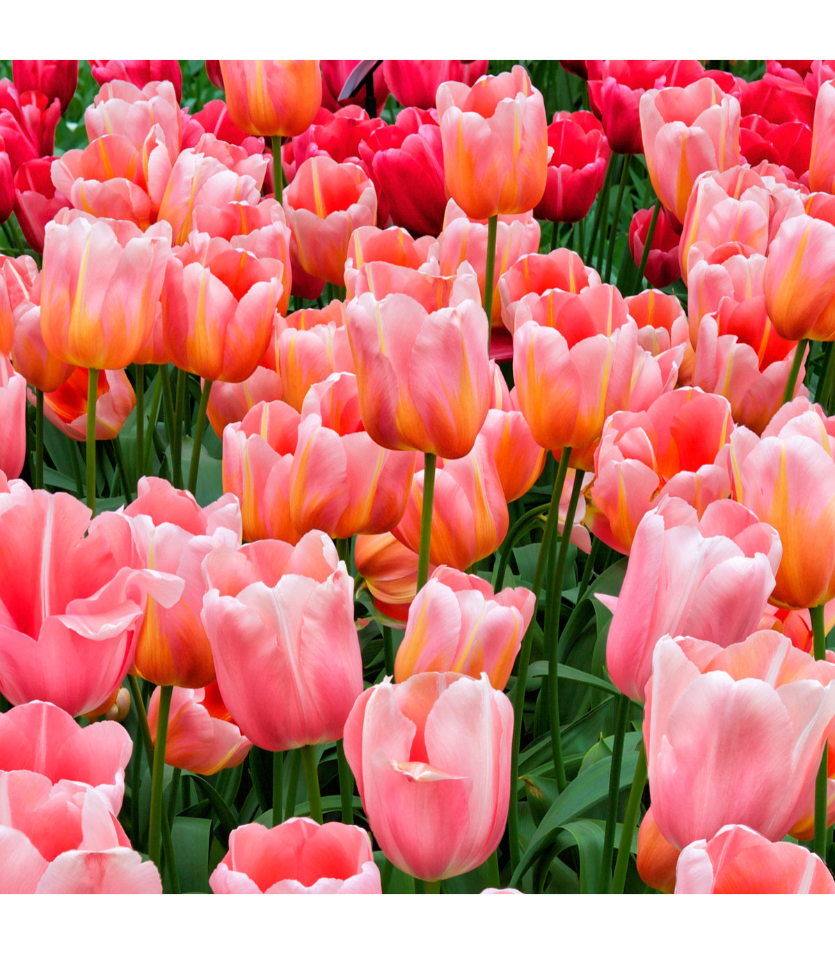 Tulipán Menton - cibule tulipánu - cibuľky - 3 ks