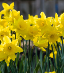 Narcis trubkovitý Holandský master - cibule narcisu - cibuľky - 3 ks