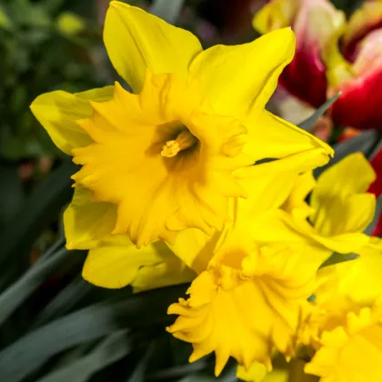 Narcis Barenwyn cibuľky- predaj cibuľovín - 3 ks