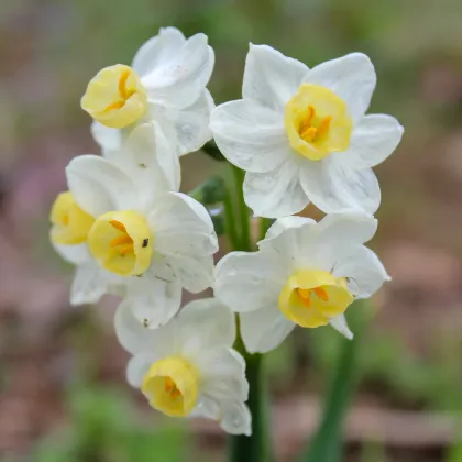 Narcis Minnow - miniatúrne narcisy - predaj cibuľovín - narcisy - 3 ks