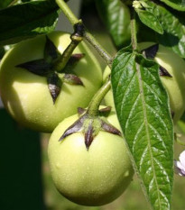 Pepino - Solanum muricatum - semená - 5 ks