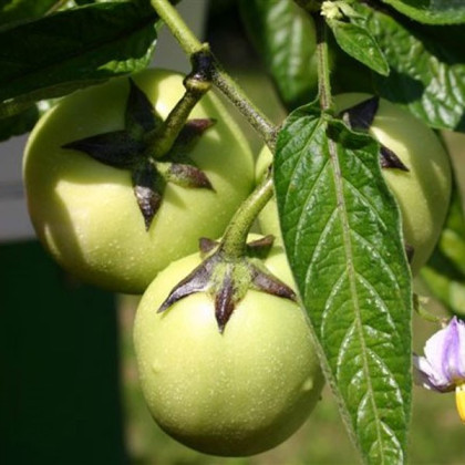 Pepino - Solanum muricatum - semená - 5 ks