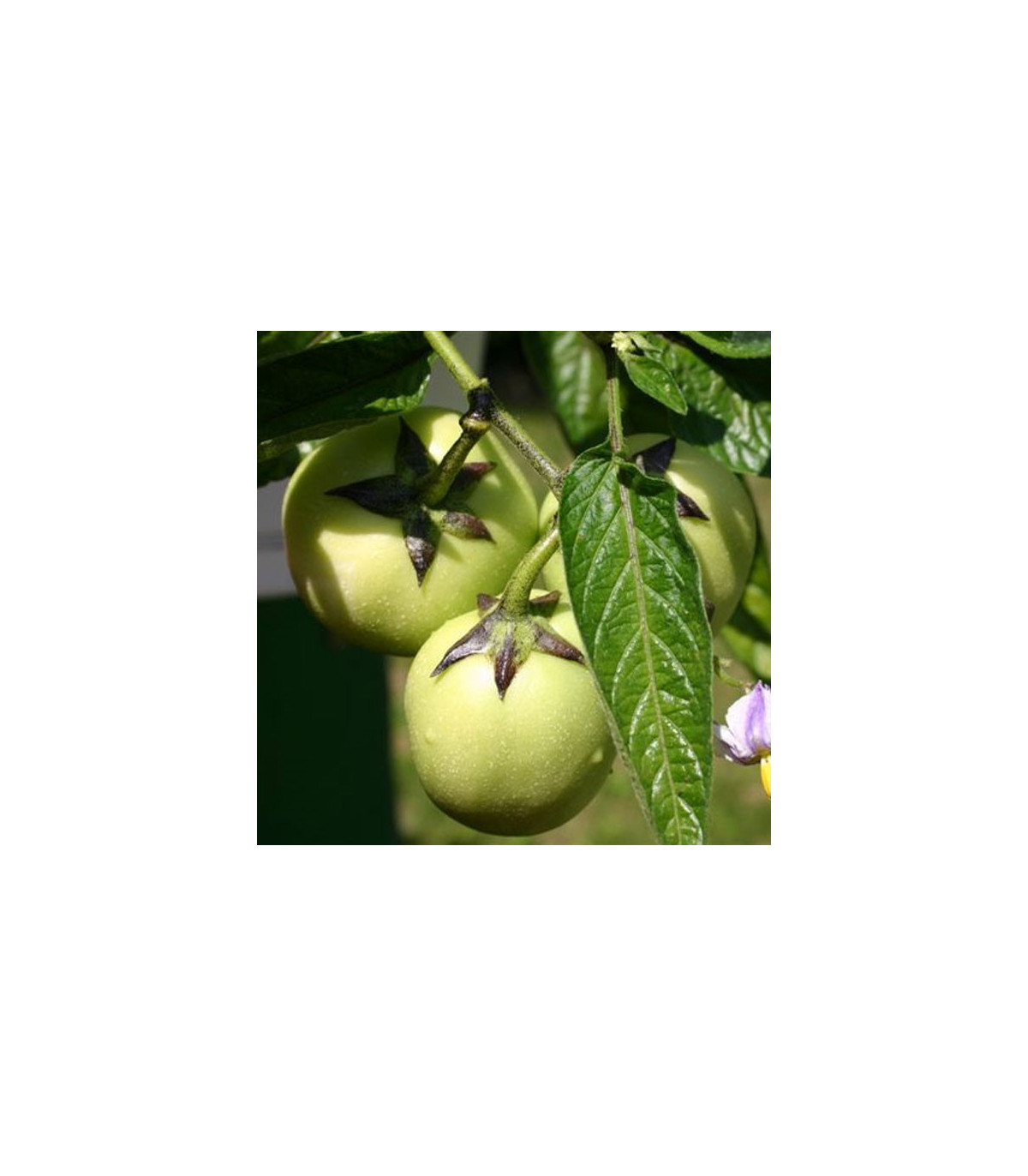 Pepino - Solanum muricatum - semená - 5 ks